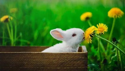 官方：哈里-威尔逊的精彩外脚背弹射当选英超12月最佳进球